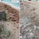 Photos taken from the lighthouse tower show the extent of habitation loss in just 6 months (Image: Ian Gynther)